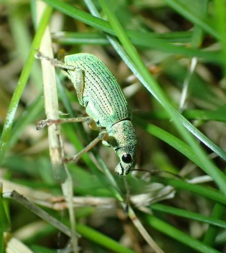 Réf. 259 614 : Polydrusus formosus